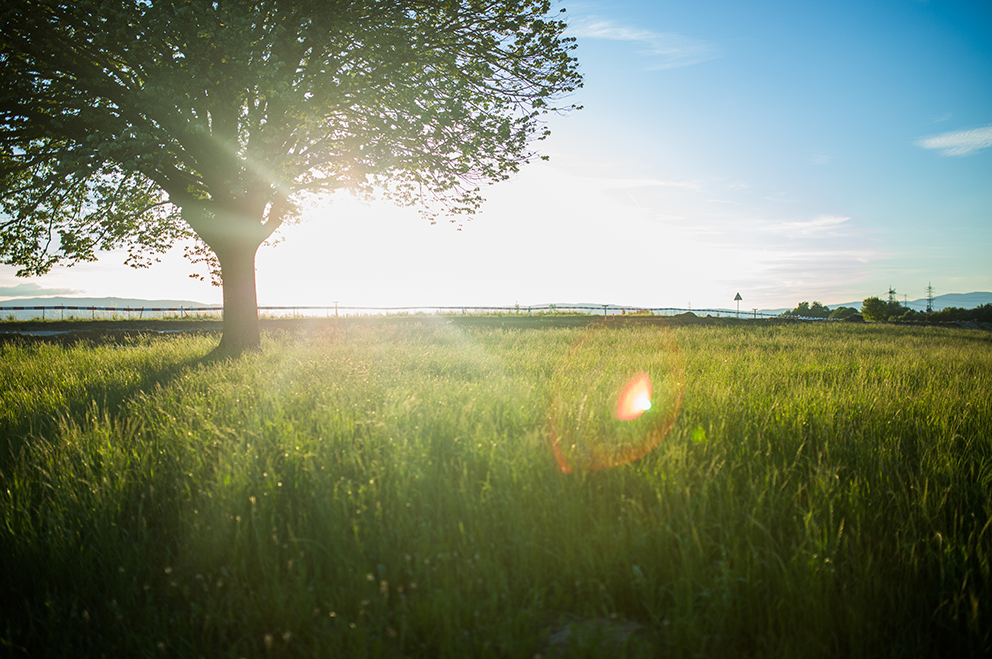 Large tree in a open, grassy field on a summer day