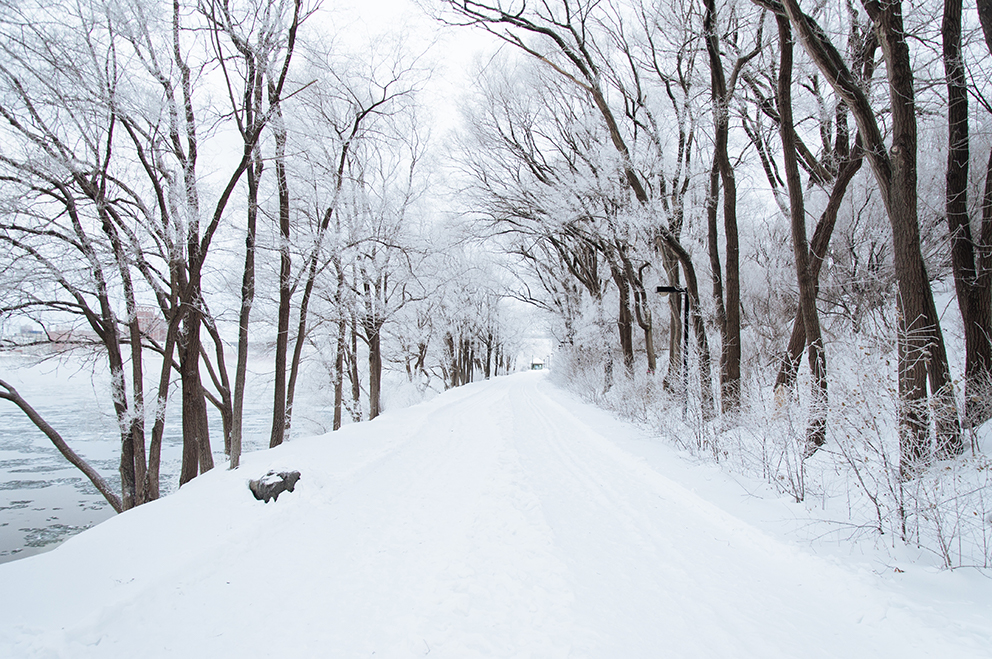 Snowy road with trees on both side